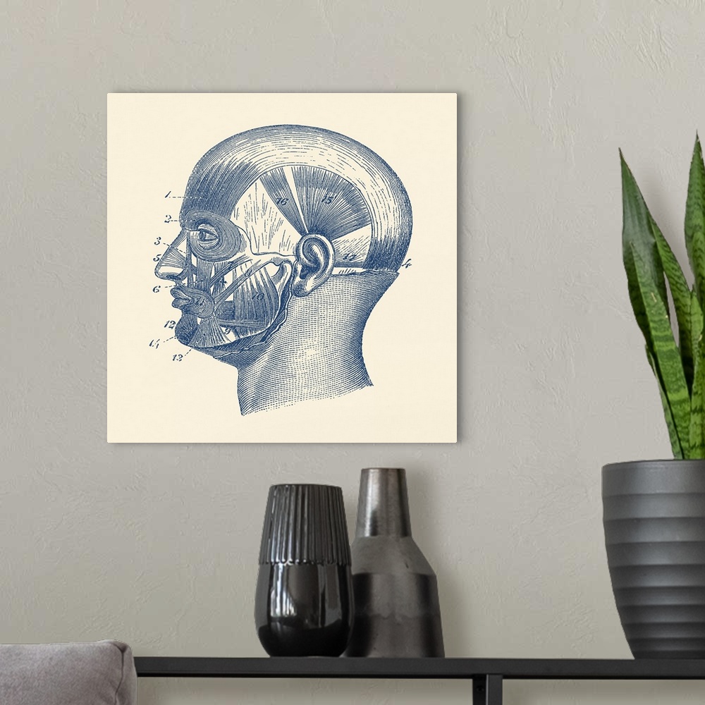 A modern room featuring Vintage anatomy print showcasing the muscles around the face and head.