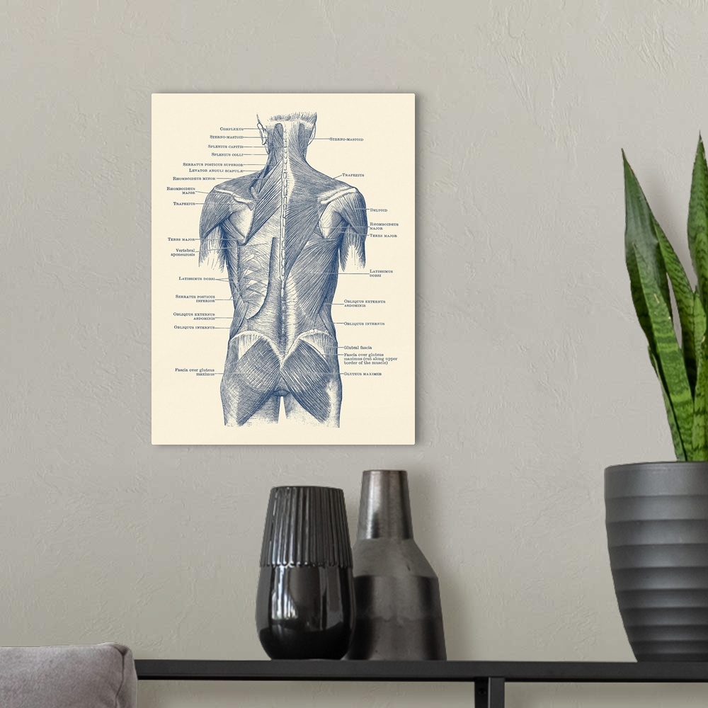 A modern room featuring Vintage anatomy print showing a back view of the human muscular system.