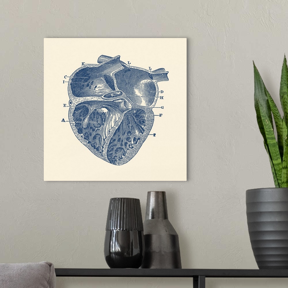 A modern room featuring Vintage anatomy print showing a depiction of the inner heart of a human.