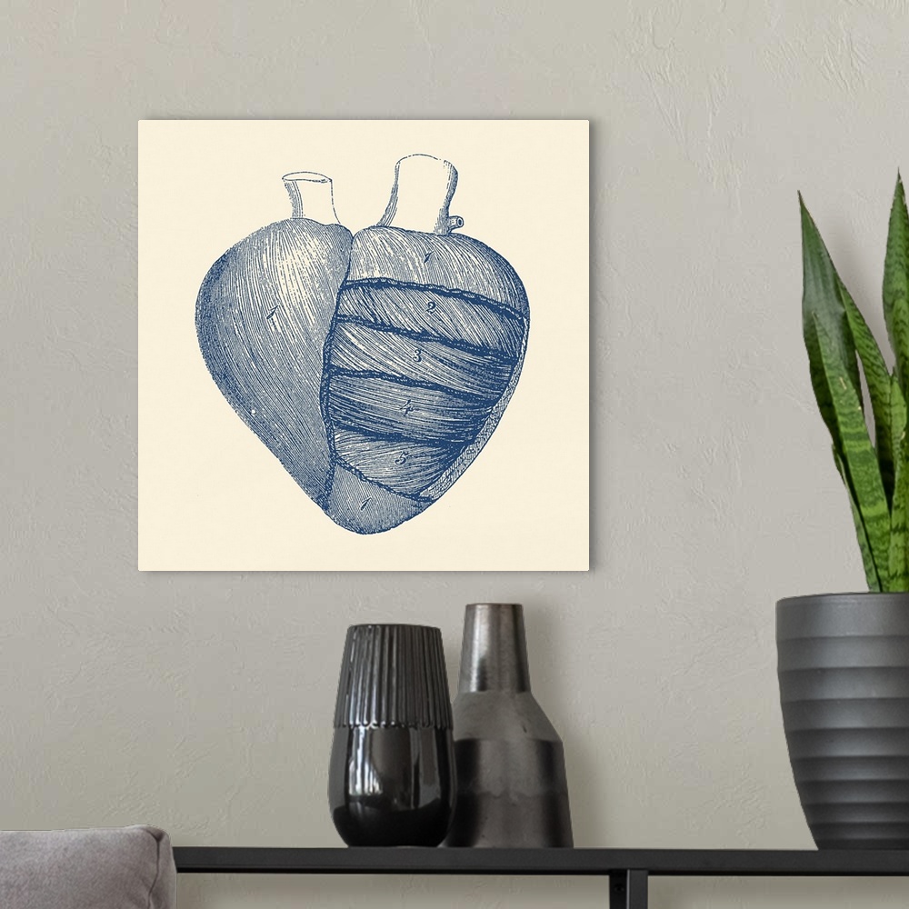 A modern room featuring Vintage anatomy print showing a depiction of the outer human heart.