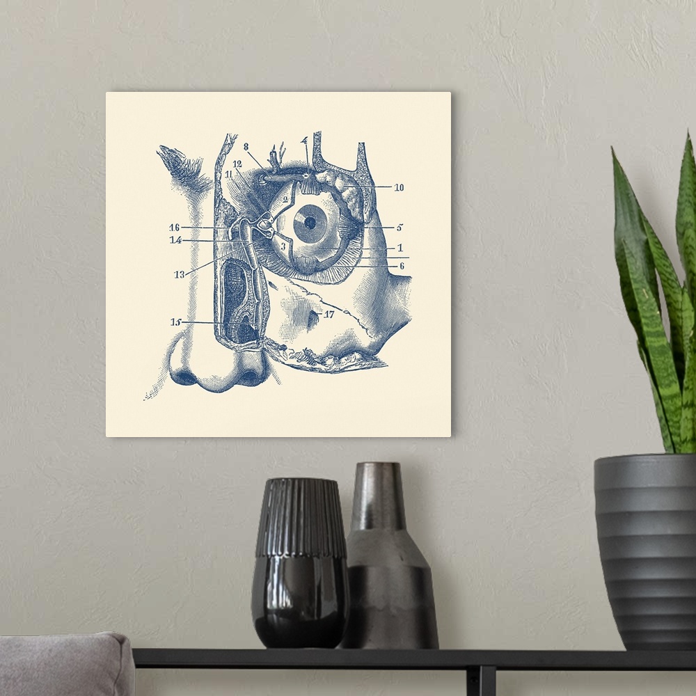 A modern room featuring Vintage anatomy print showing a diagram of the human eye and tear duct.