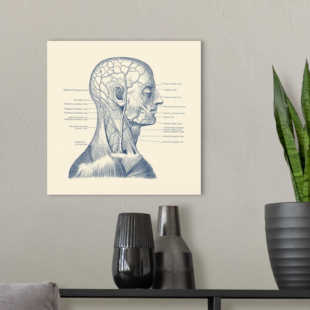 A modern room featuring Vintage anatomy print showing a diagram of the human head.
