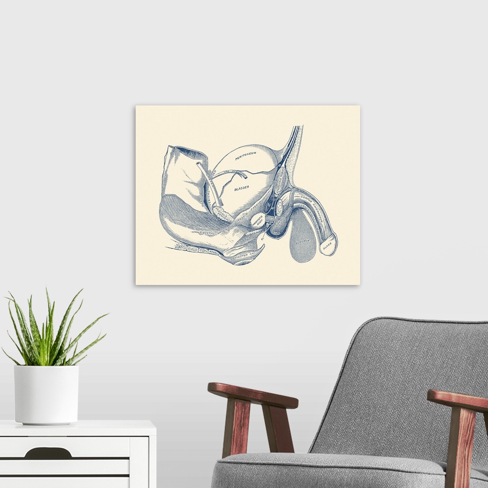 A modern room featuring Vintage anatomy print showing a side view of the male reproductive system.