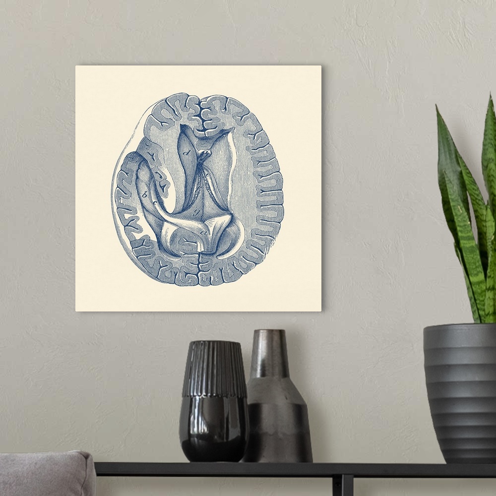 A modern room featuring Vintage anatomy print showing a simplified view of the human brain from above.