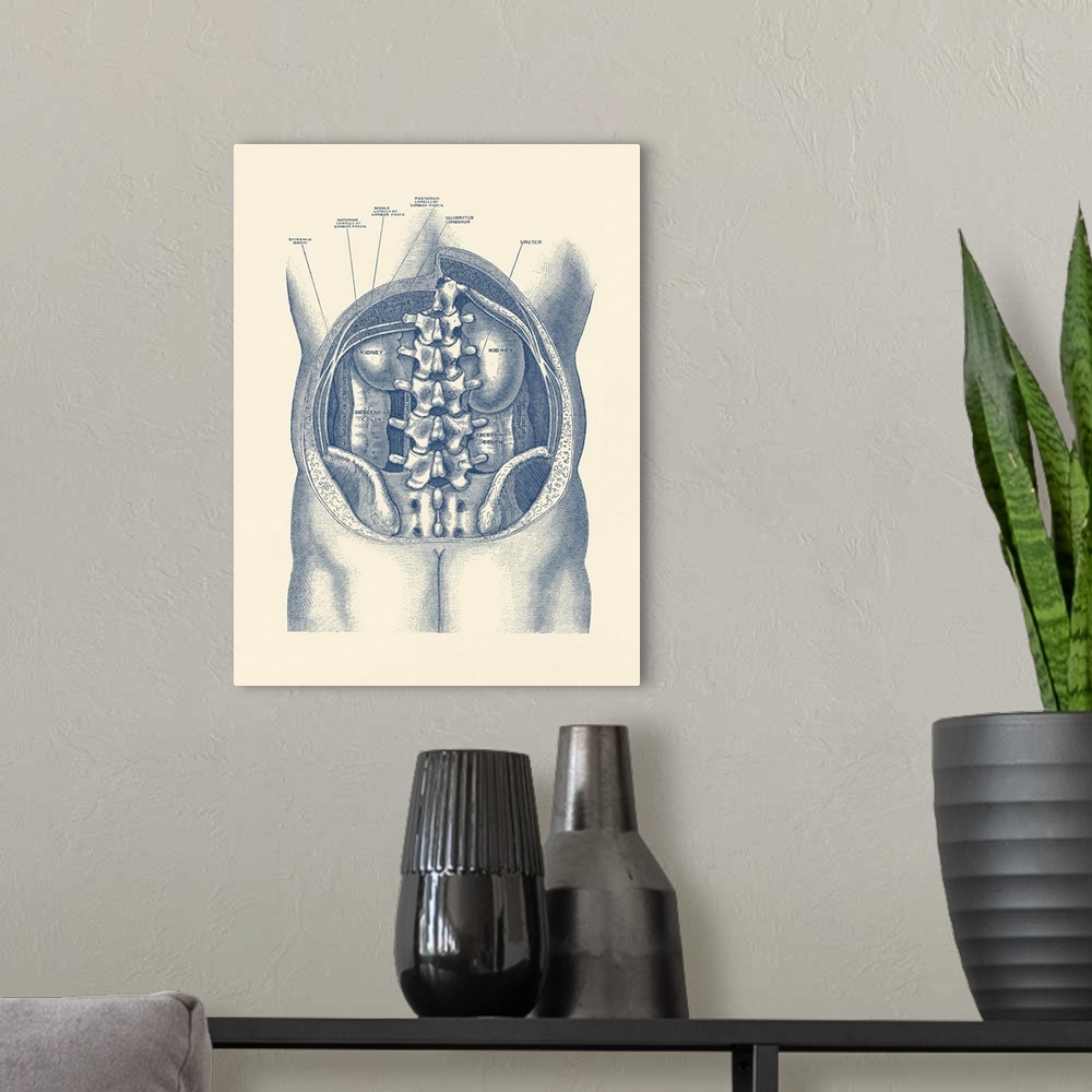 A modern room featuring Vintage anatomy print showing a view of the kidneys and colon inside the human body.