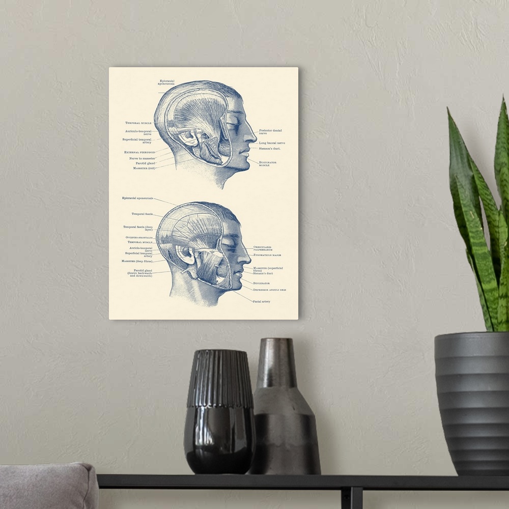 A modern room featuring Vintage anatomy print showing the different muscles, arteries and nerves within the face.