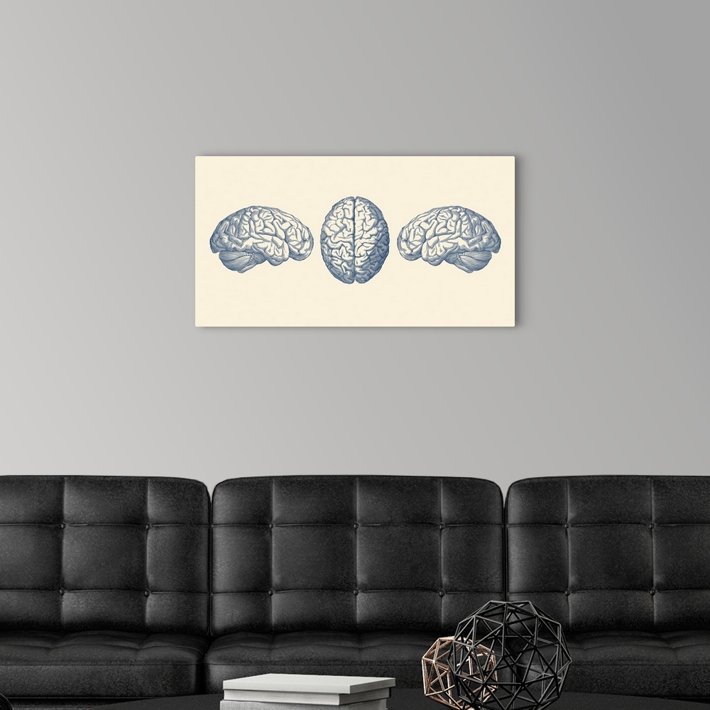 A modern room featuring Vintage anatomy print showing three views of the human brain.