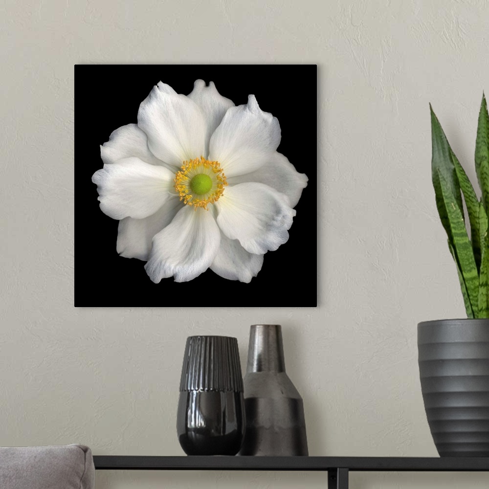 A modern room featuring White Anemone