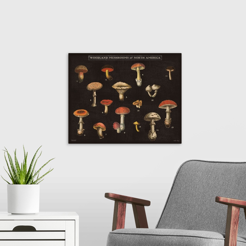 A modern room featuring Horizontal Woodland Mushrooms of North America chart with a black background.