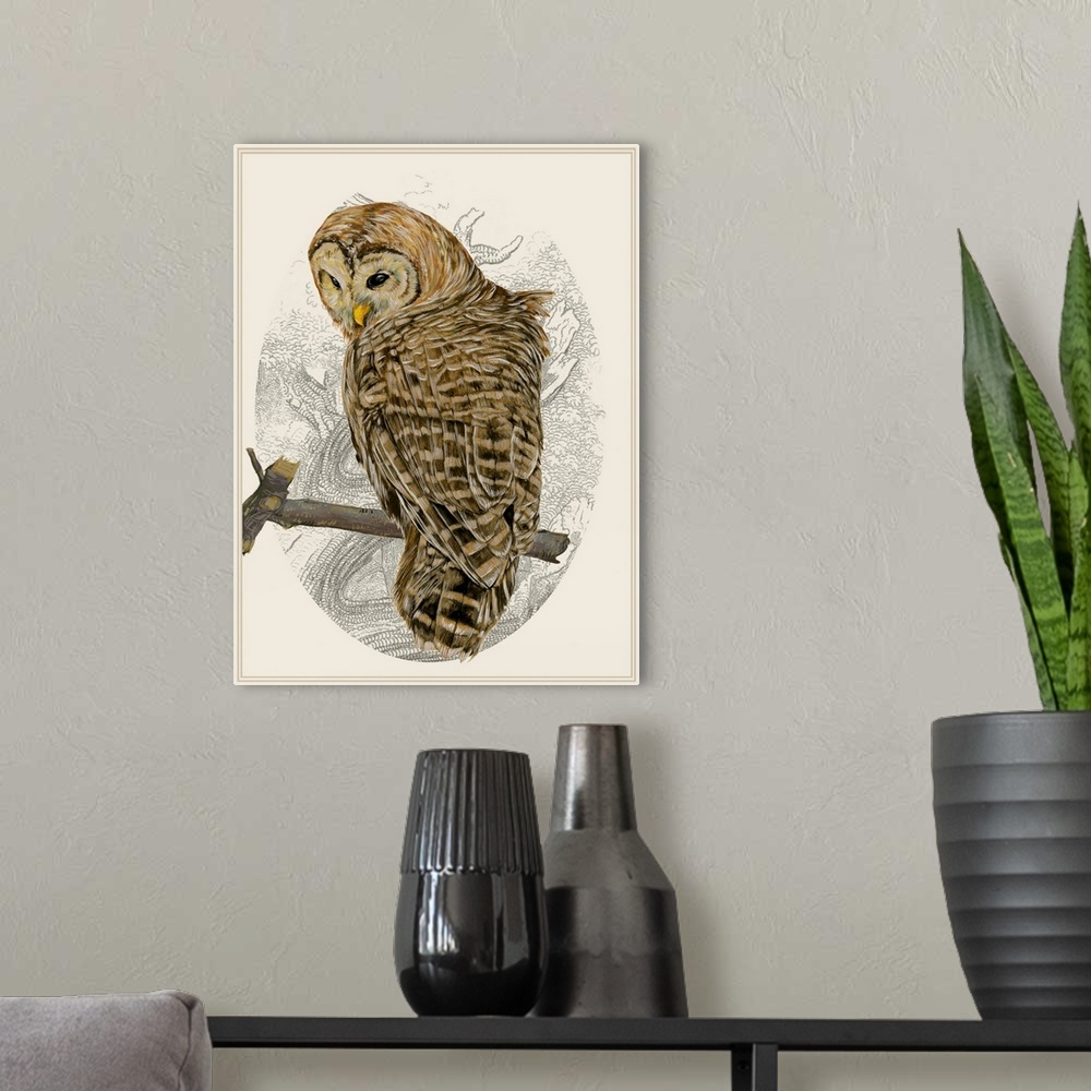 A modern room featuring Illustration of a sleepy barred owl in an oval cameo frame.