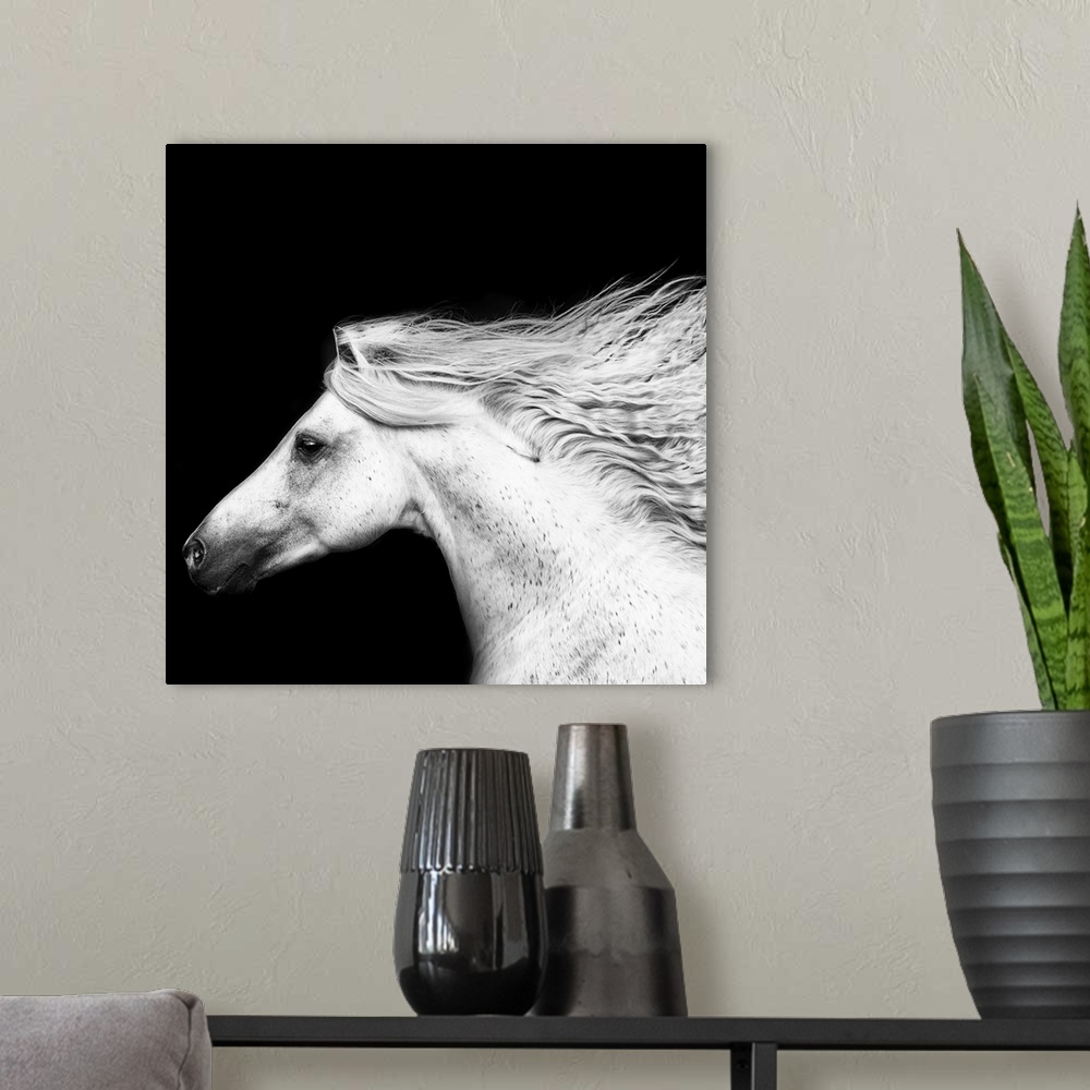 A modern room featuring Black and white portrait of a white horse with its mane flowing in the wind.