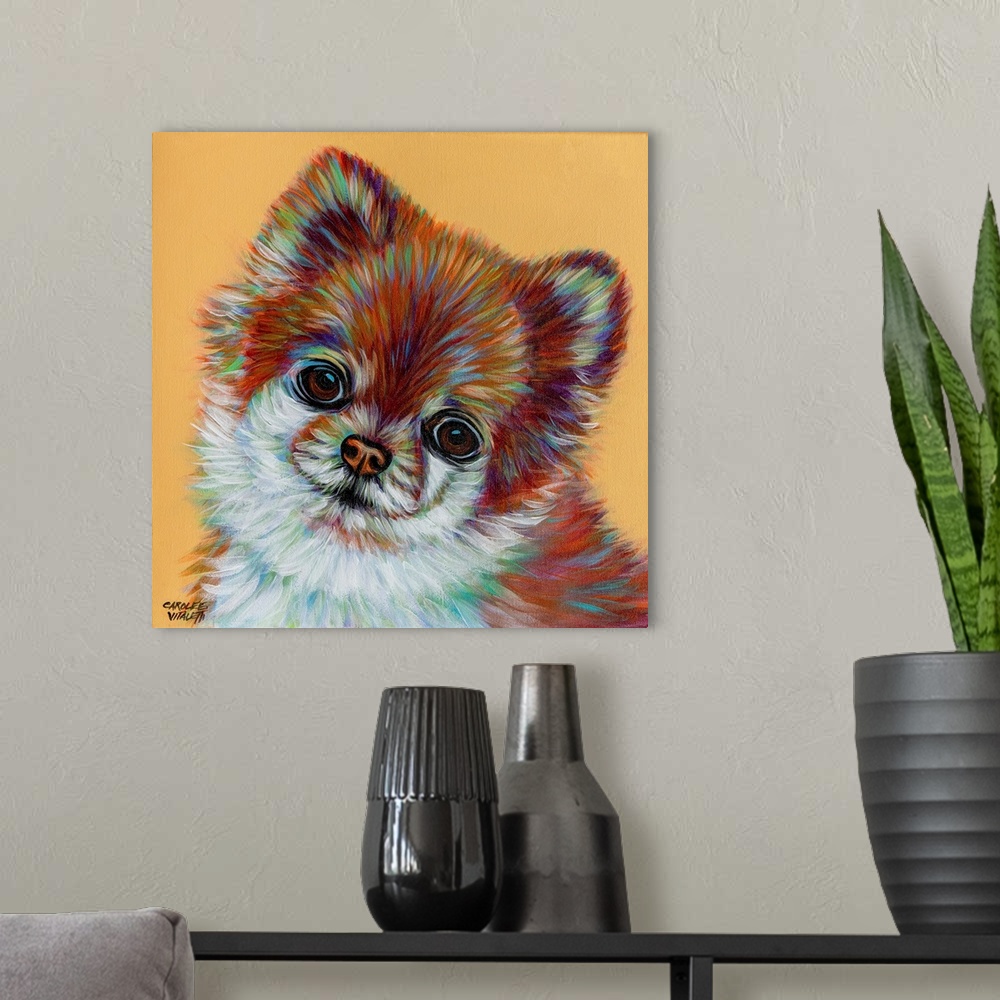 A modern room featuring Colorful Pomeranian