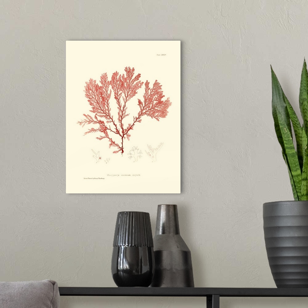 A modern room featuring Nature Print in Coral IV