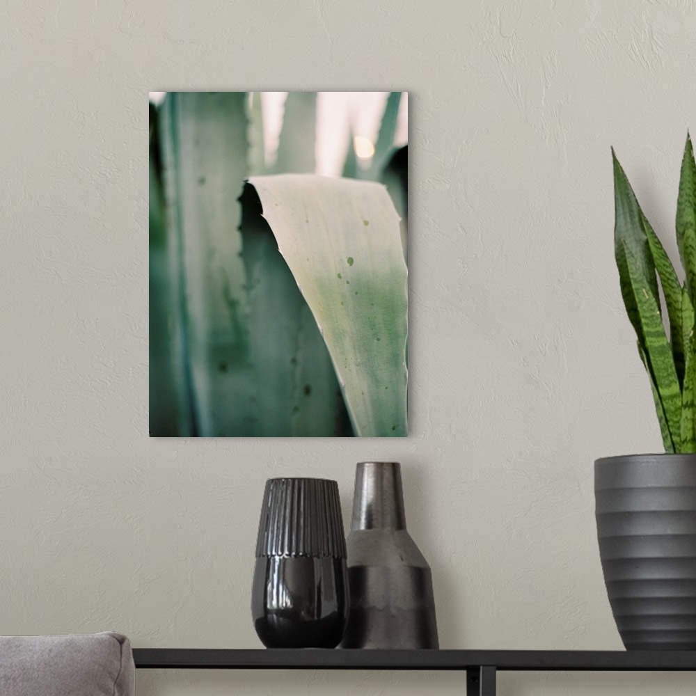 A modern room featuring A close up photograph of long succulent leaves.