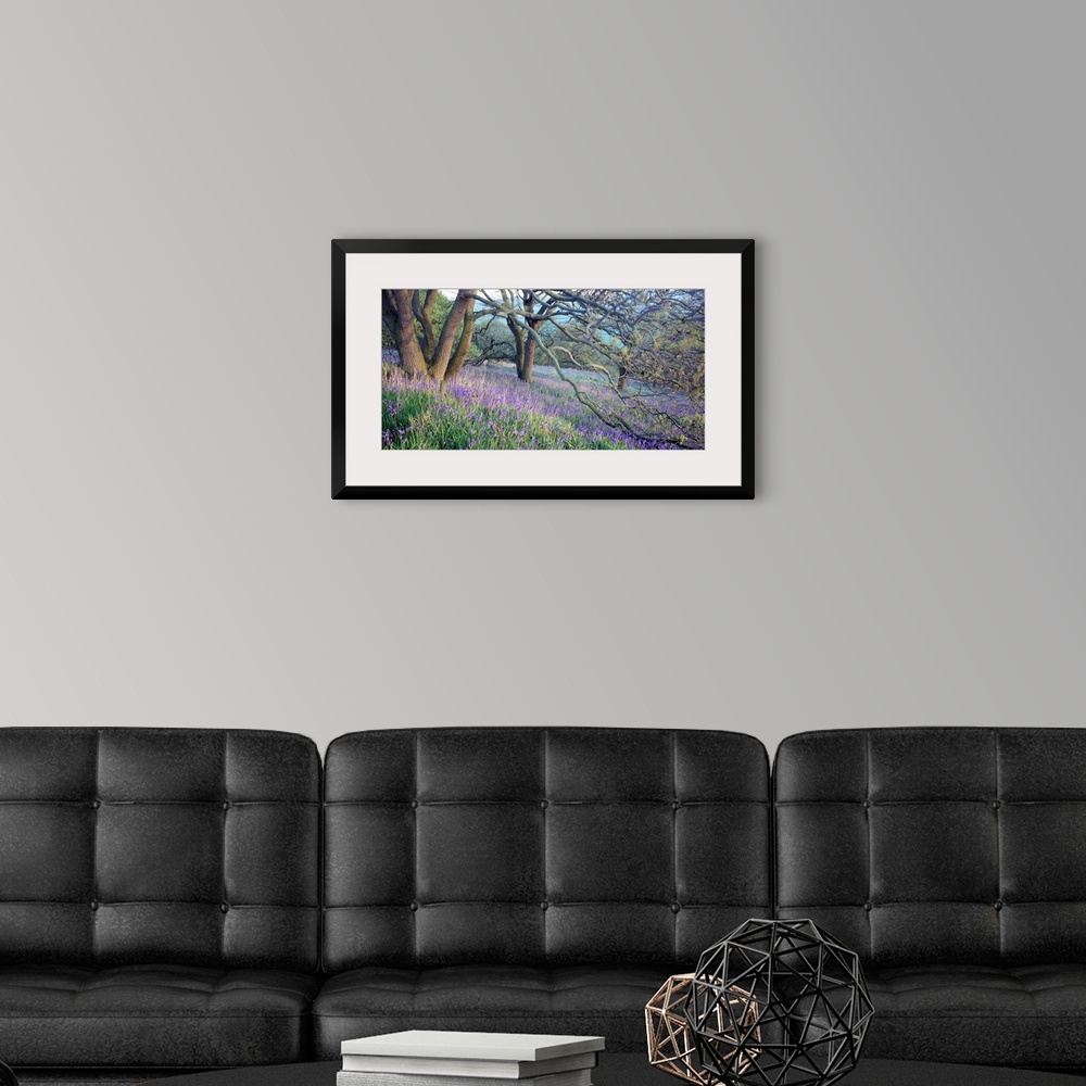 A modern room featuring Panoramic photo of bluebell flowers sprinkled through the countryside in the midst of forked trees.