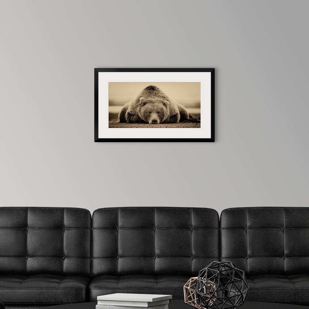 A modern room featuring This sepia-toned photograph of a large grizzly bear lying on it's stomach looking directly toward...