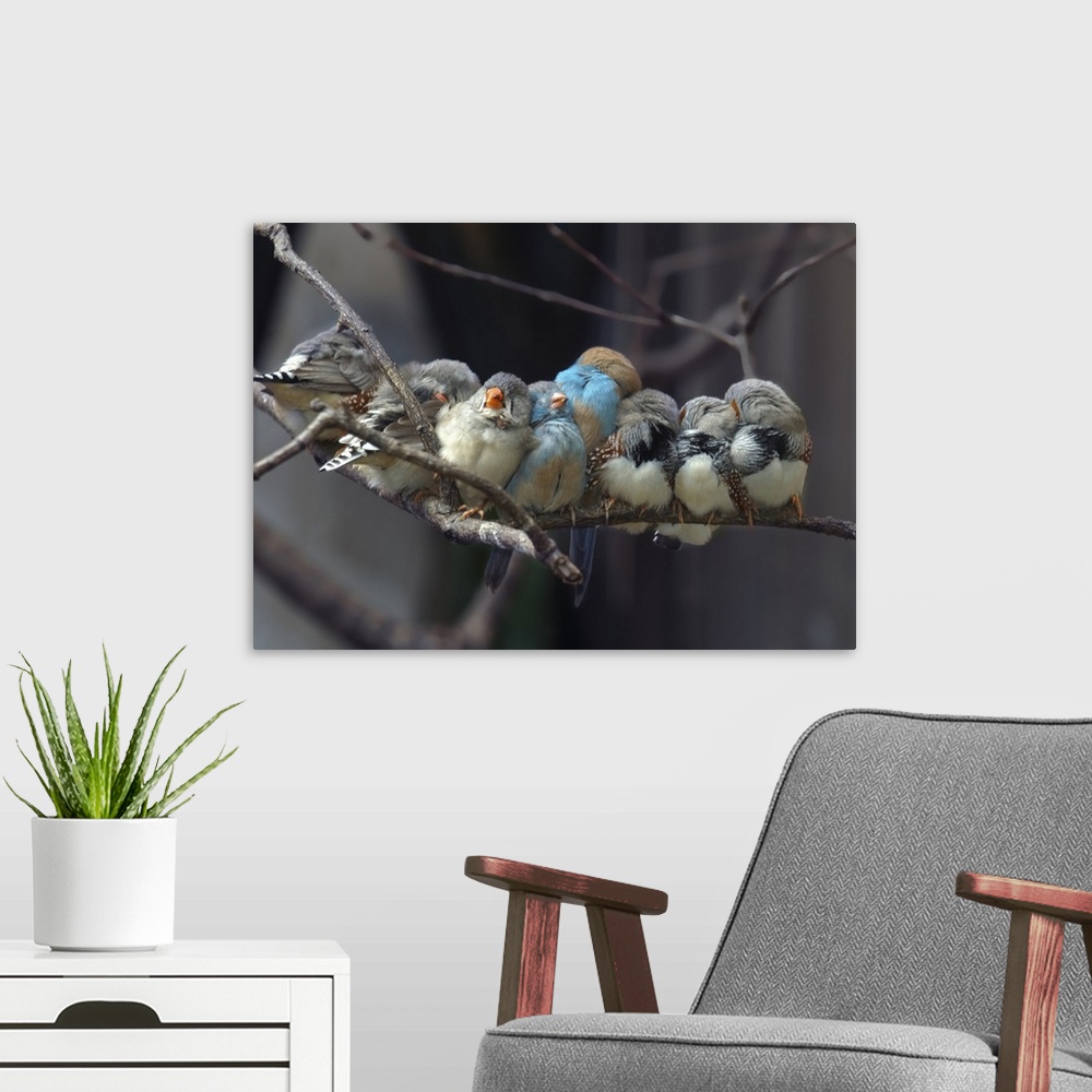 A modern room featuring Several finches huddled together on a branch, taking a rest.