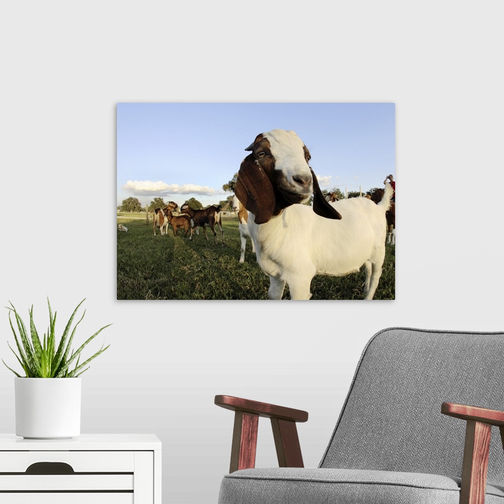 A modern room featuring Boer goat does in front Nubians in back. Bushnell, FL.