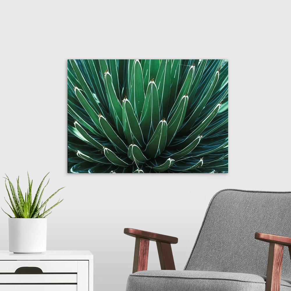 A modern room featuring This Queen Victoria agave plant was on display at the Albuquerque botanical Gardens