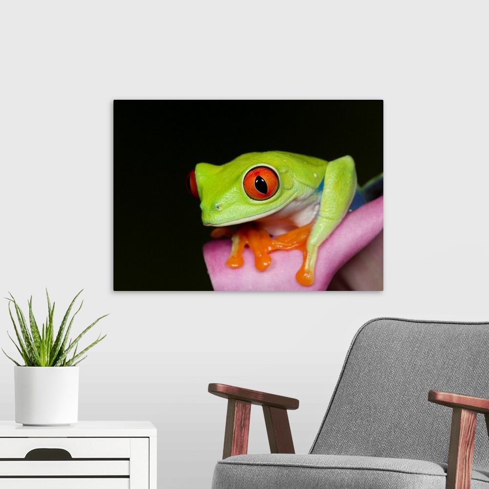 A modern room featuring Red-eyed tree frog, Agalychnis callidryas, captive, controlled conditions.