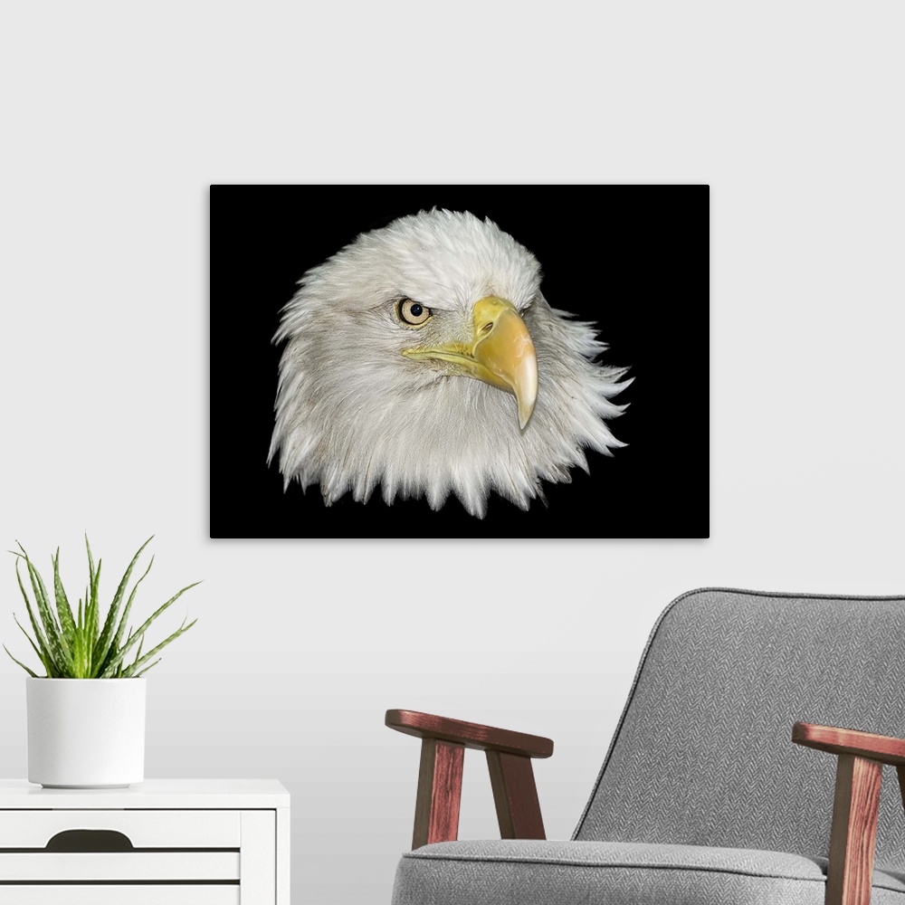 A modern room featuring Bald Eagle portrait on a black background. Part of a series.