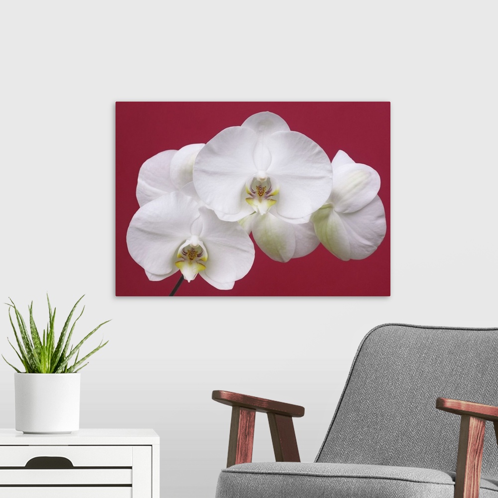 A modern room featuring Spray of white orchid flowers, species phalaenopsis, on red background.