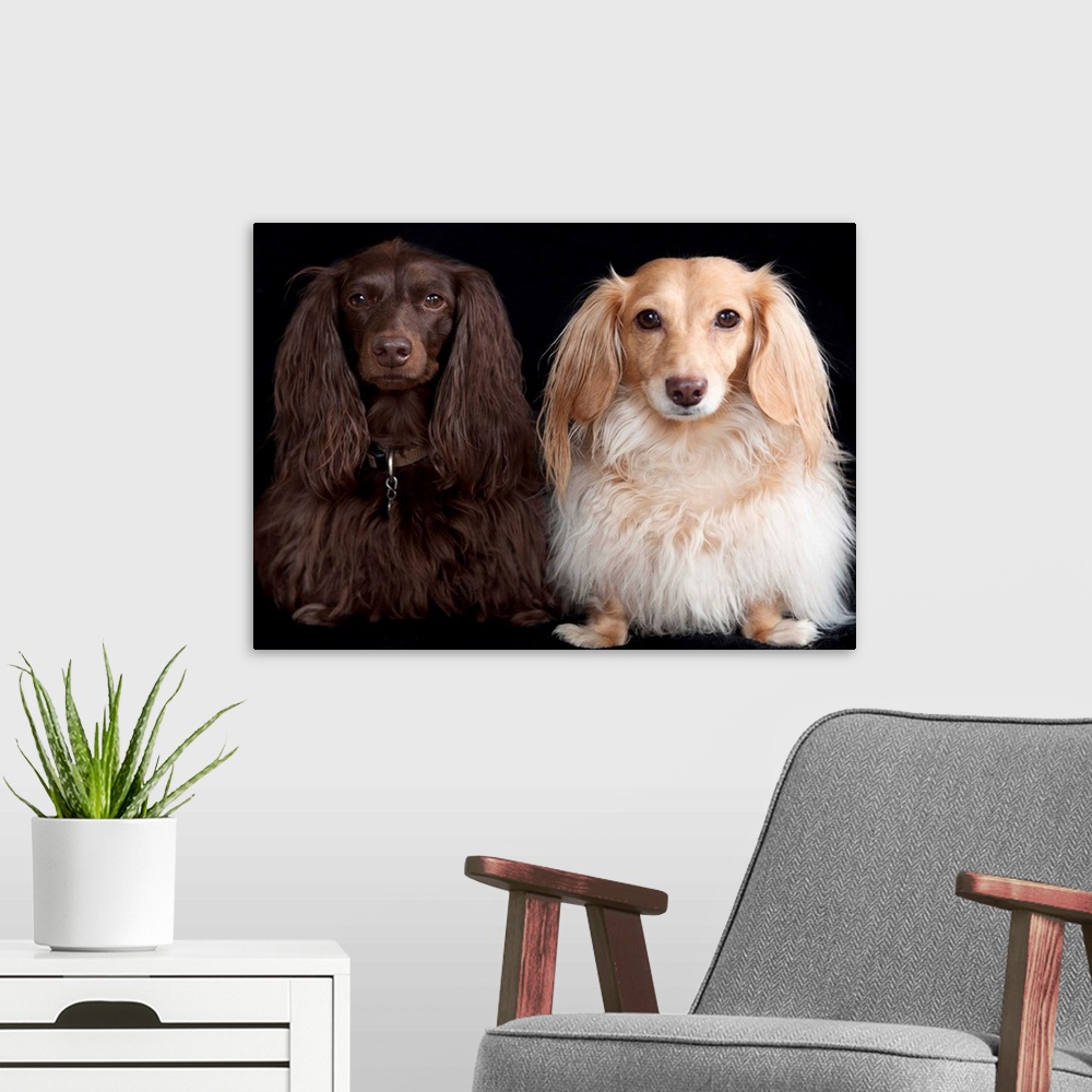 A modern room featuring Two long haired miniature dachshunds on black background.