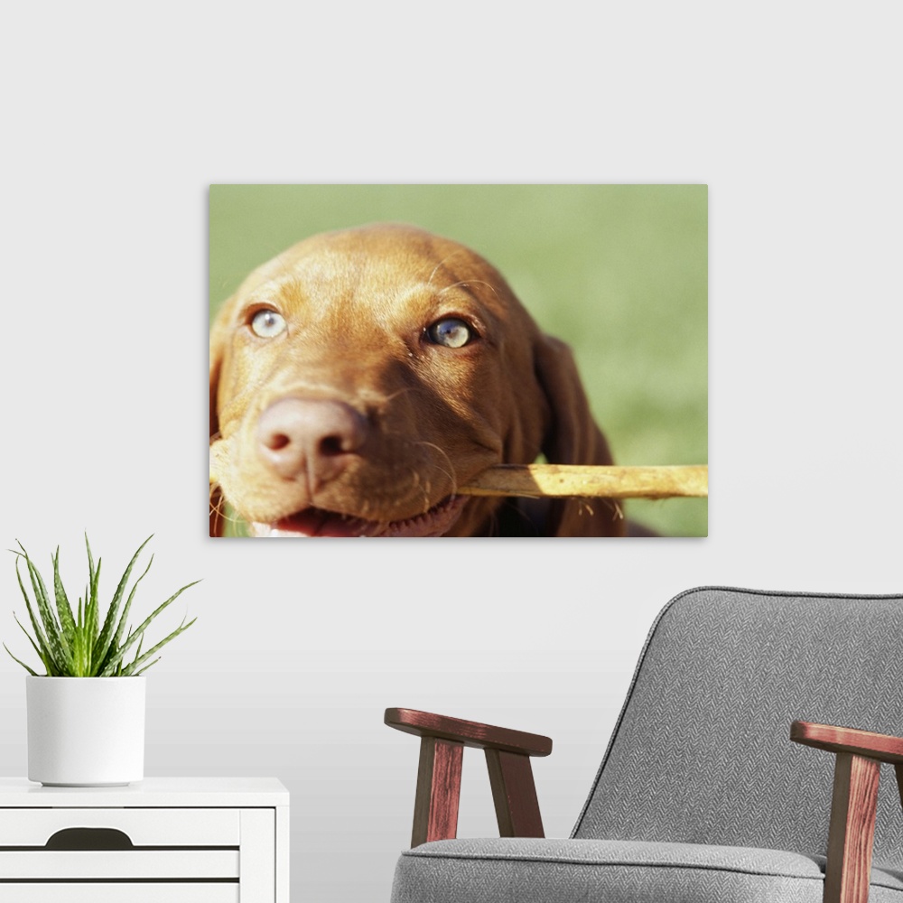 A modern room featuring Vizsla puppy in park  with stick in mouth, close-up