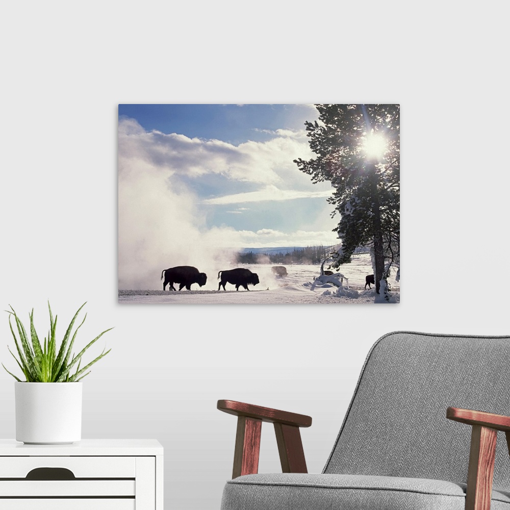 A modern room featuring Horizontal, oversized photograph of a group of American bison stirring up a white cloud on a snow...