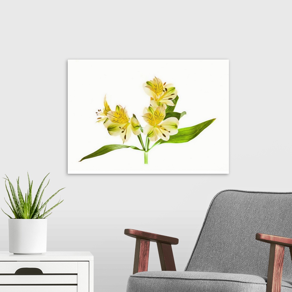 A modern room featuring Alstroemeria flowers against white background.