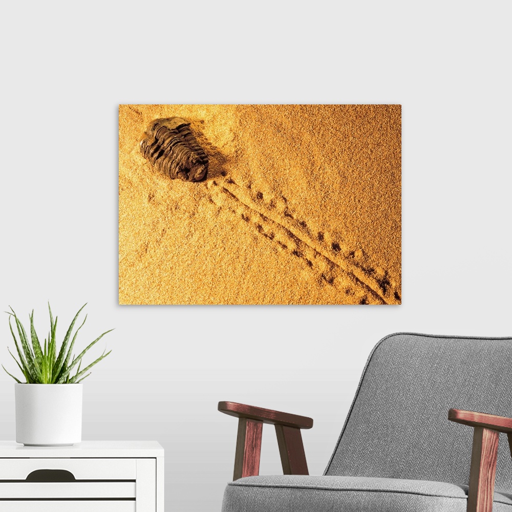 A modern room featuring Fossil in the sand