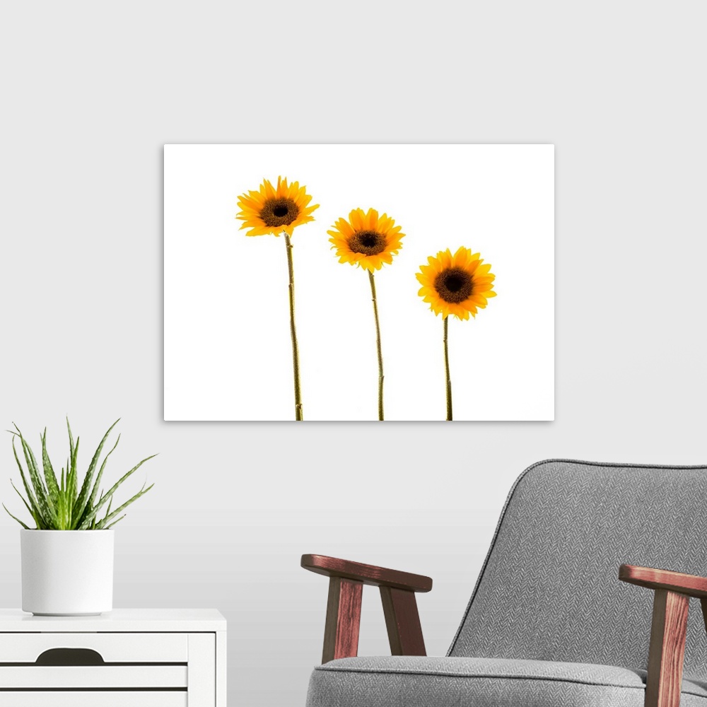 A modern room featuring Small sunflowers or helianthus against white background.