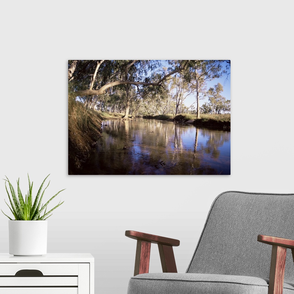 A modern room featuring Gum trees beside Hann River, central Gibb River Road, Kimberley, Australia