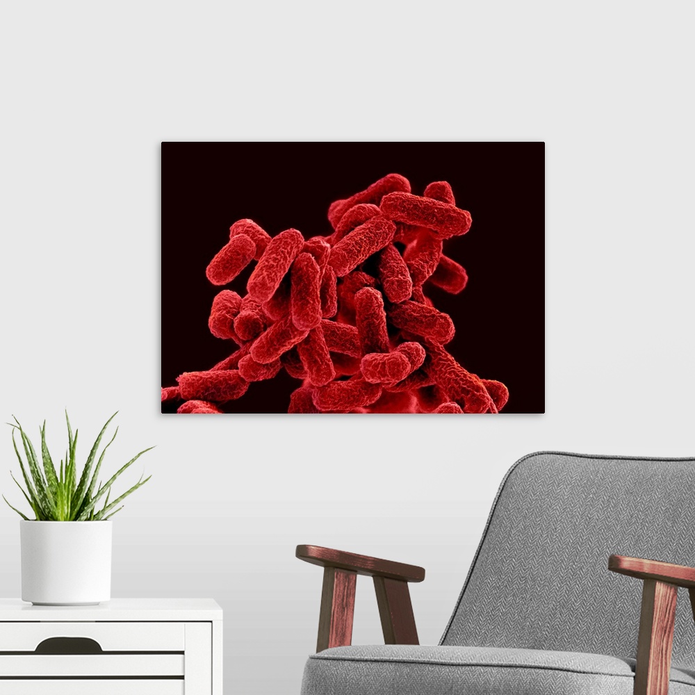 A modern room featuring E. coli bacteria. Coloured scanning electron micrograph (SEM) of Escherichia coli bacteria. E. co...