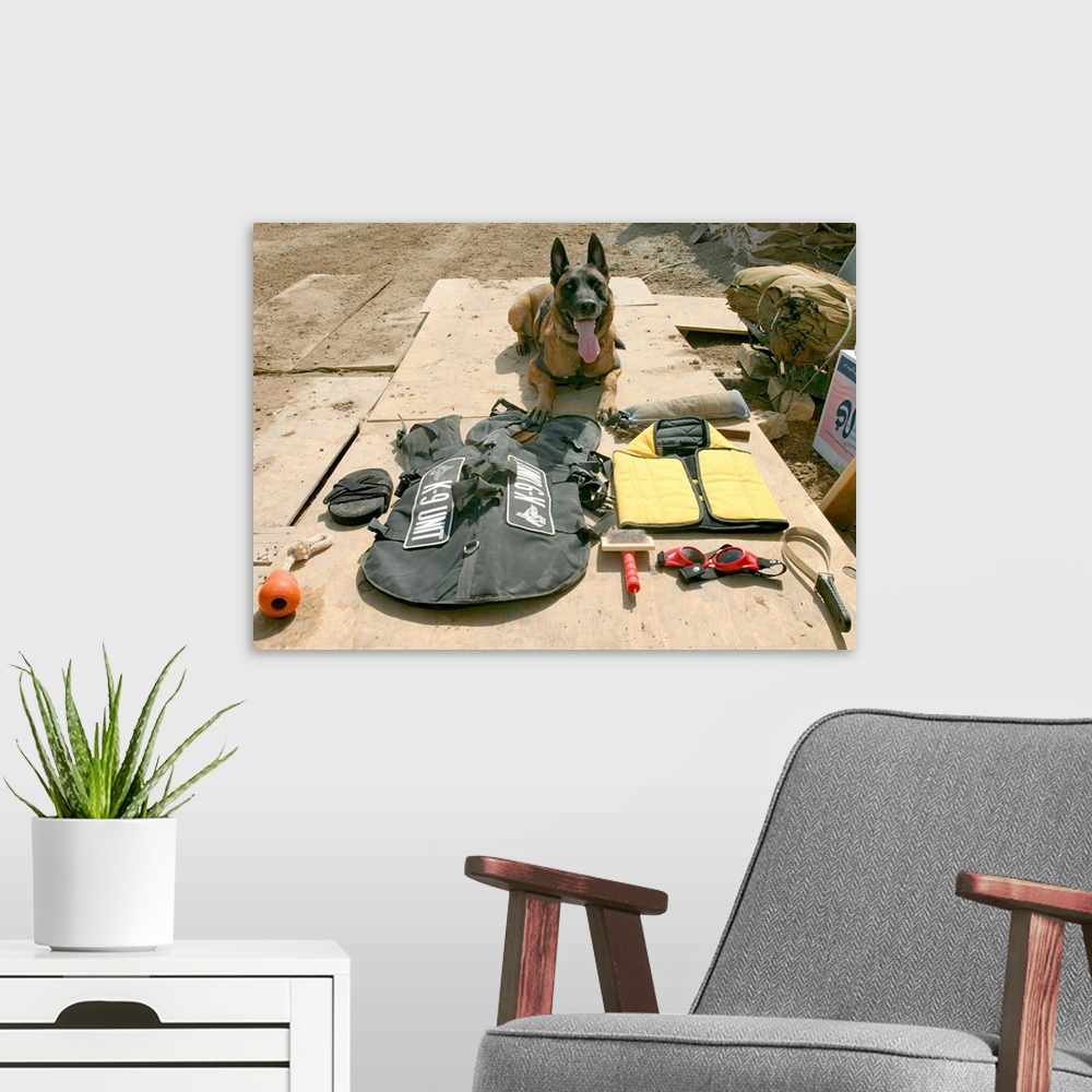A modern room featuring A military police dog sits beside his issued protective gear.