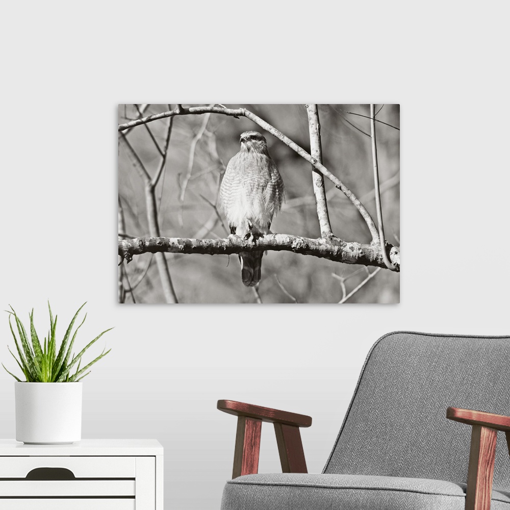 A modern room featuring A black and white photograph of a red-shouldered hawk perched on a branch.