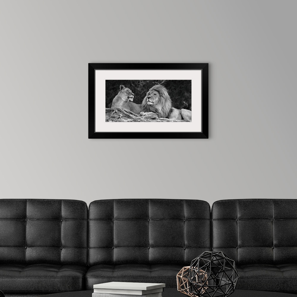 A modern room featuring A black and white photograph of two lions laying next to each other.