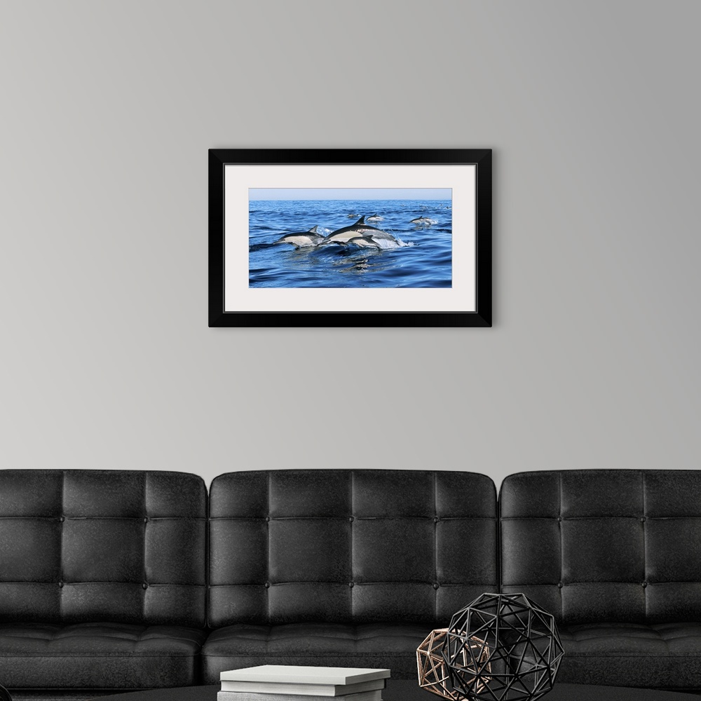 A modern room featuring Common dolphins breaching in the sea
