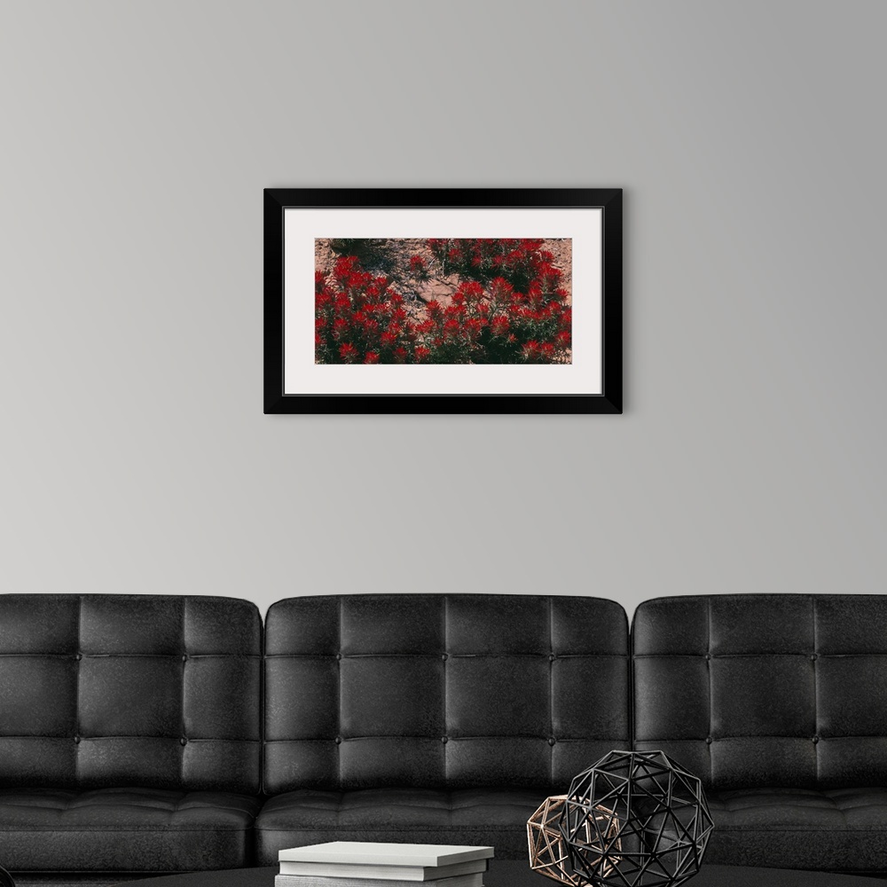 A modern room featuring Panoramic photograph of flower meadow in desert.