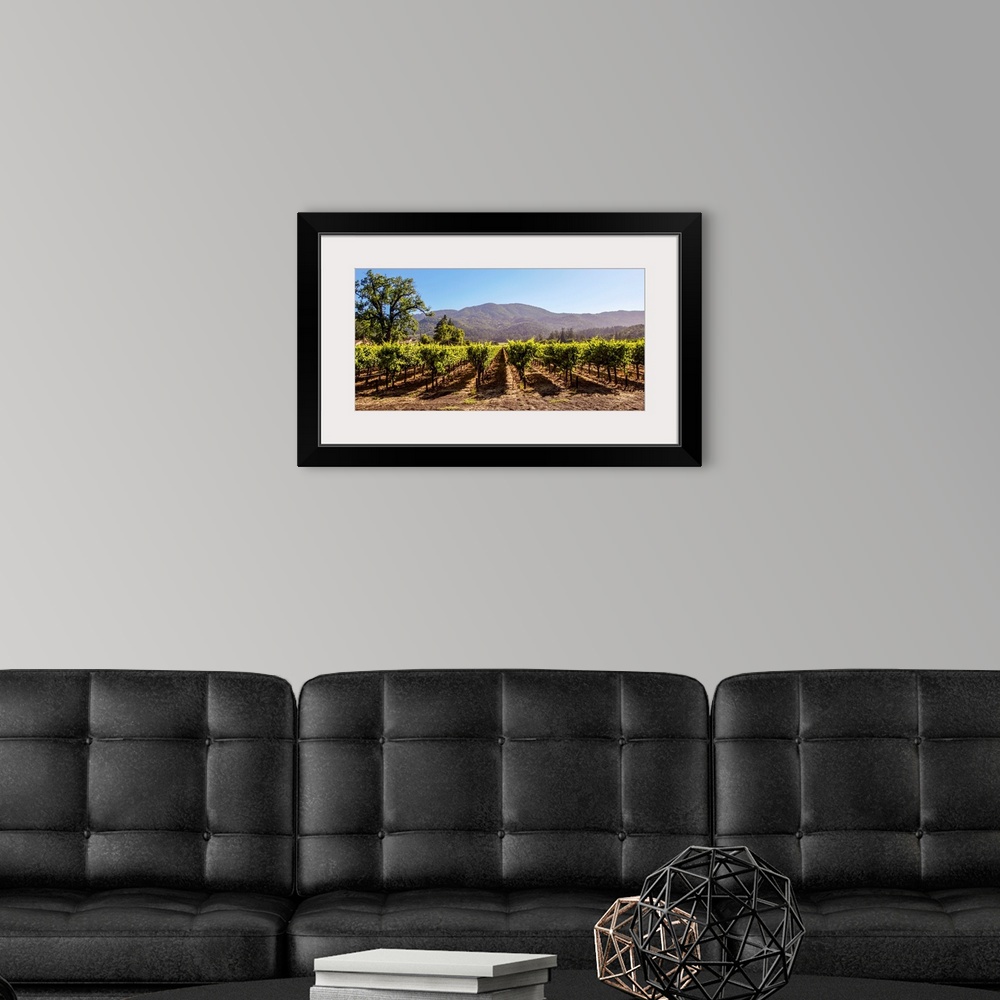 A modern room featuring Panoramic photograph of rows of grapes at a vineyard in Napa Valley, California, with rolling hil...