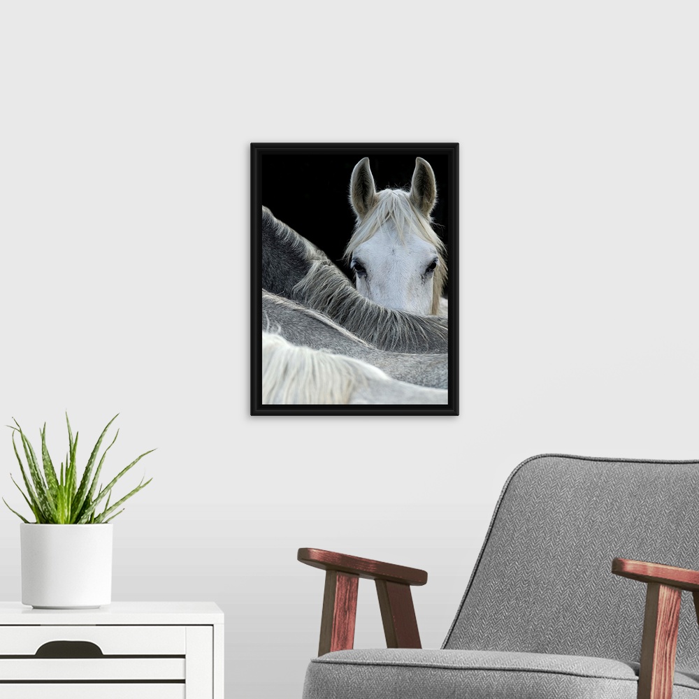 A modern room featuring A white horse peering over the backs of its herd-mates.