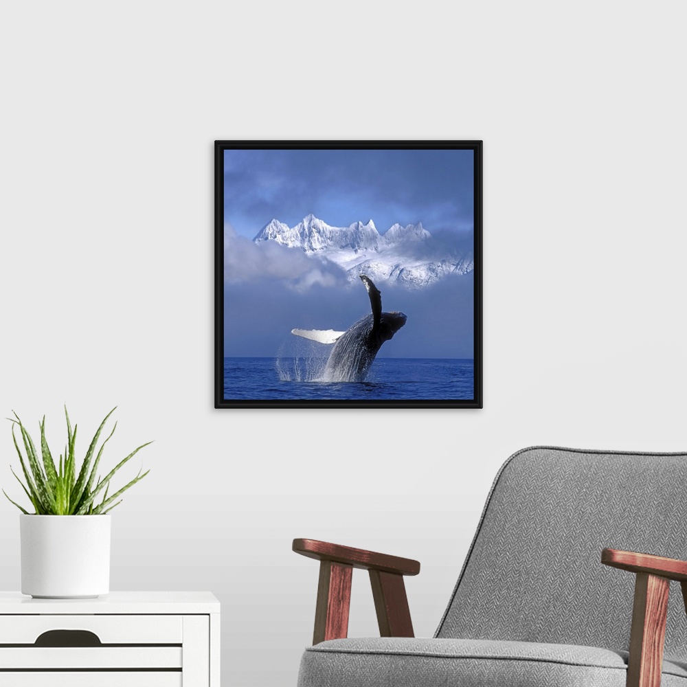 A modern room featuring A large whale breaches water with a thick layer of fog just behind it and only the top of the sno...