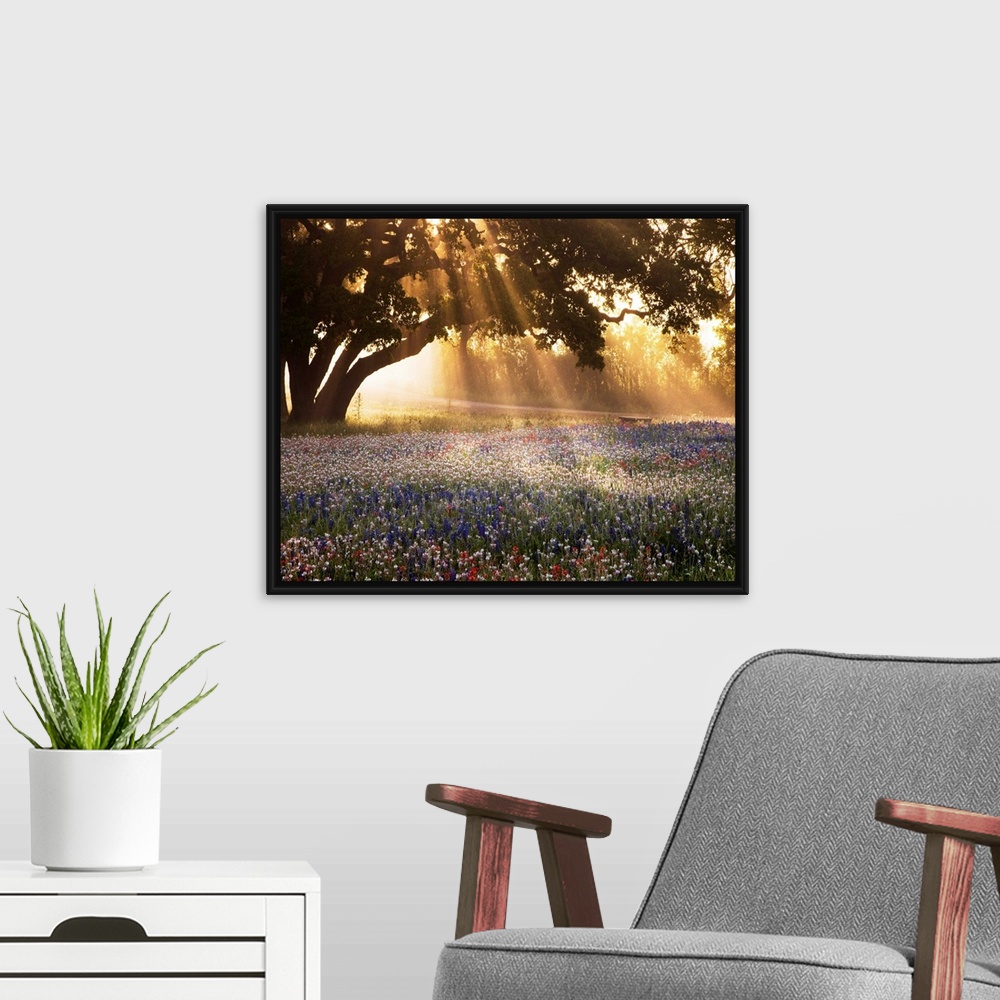 A modern room featuring Morning Meadow Sunrise
