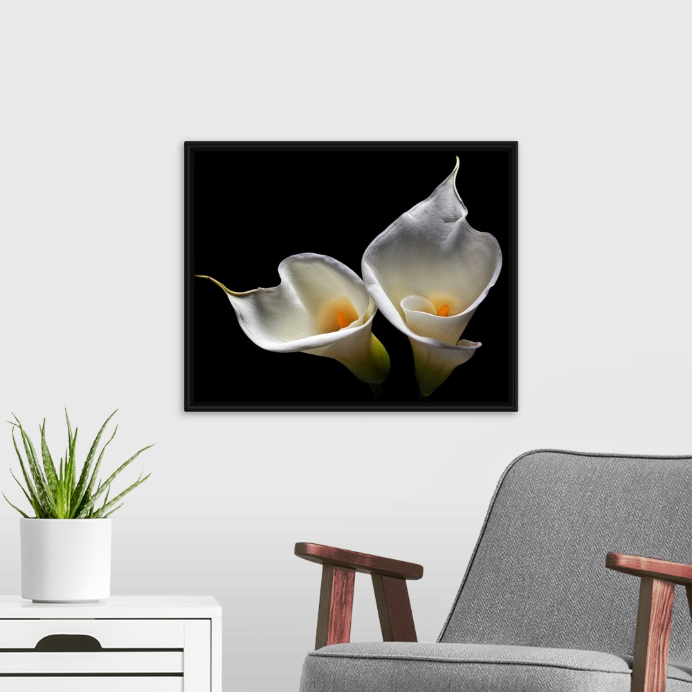A modern room featuring Oversized art of two lilies against a black background.