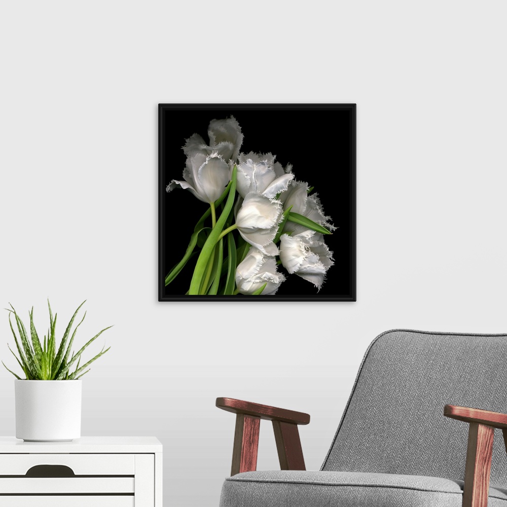 A modern room featuring Photograph of white tulips with petals that have fraying edges against a black background.