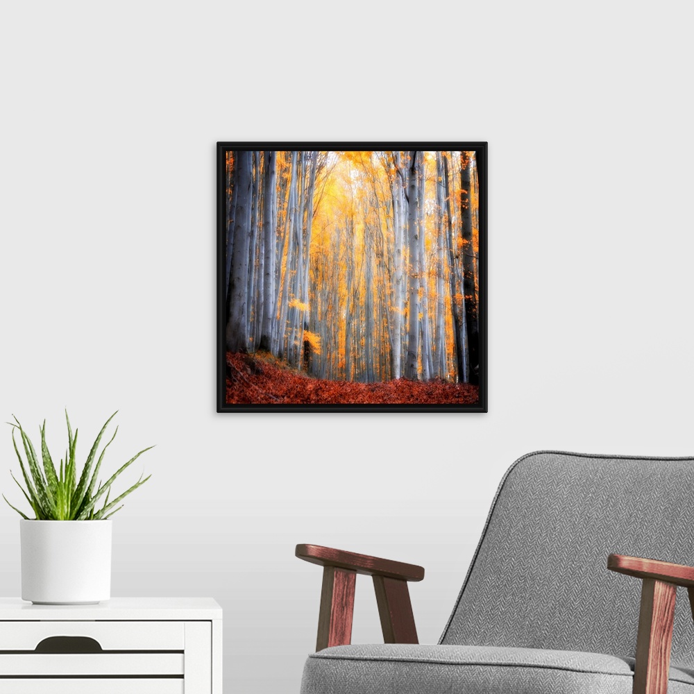 A modern room featuring Huge square photograph shows the sun shining through a dense forest filled with thin trees.  The ...