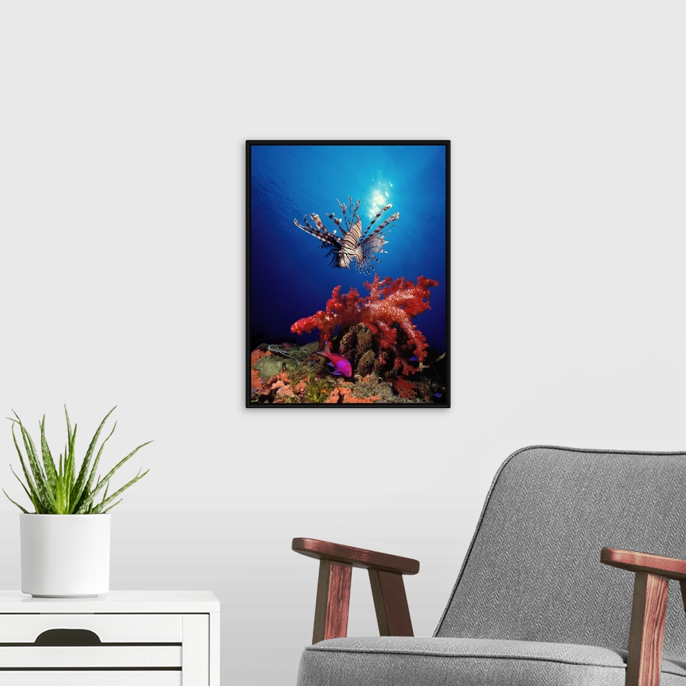 A modern room featuring Underwater photograph looking up from the bottom towards the sun reflecting off of the surface an...