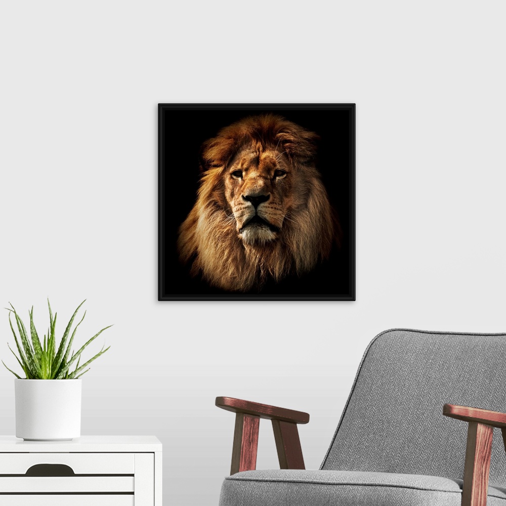 A modern room featuring Lion portrait on black background. Big adult lion with rich mane.