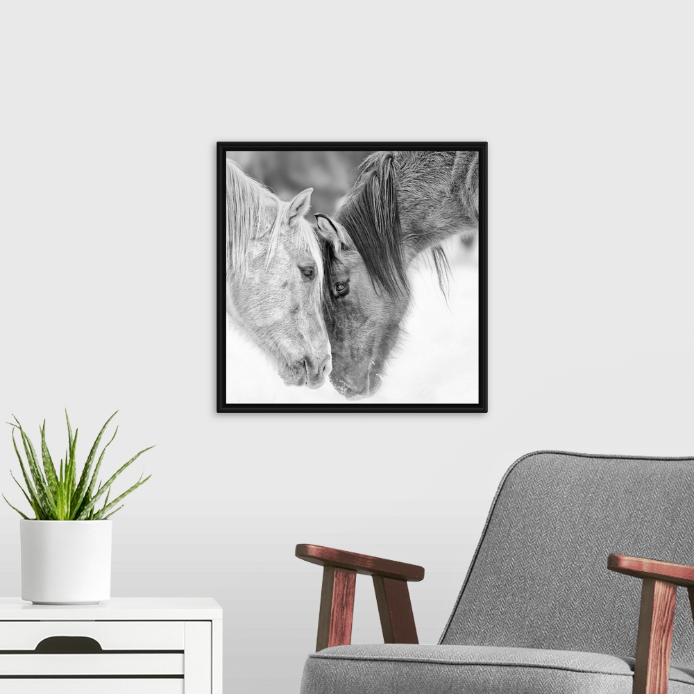 A modern room featuring Black and white photo of two horses nuzzling.