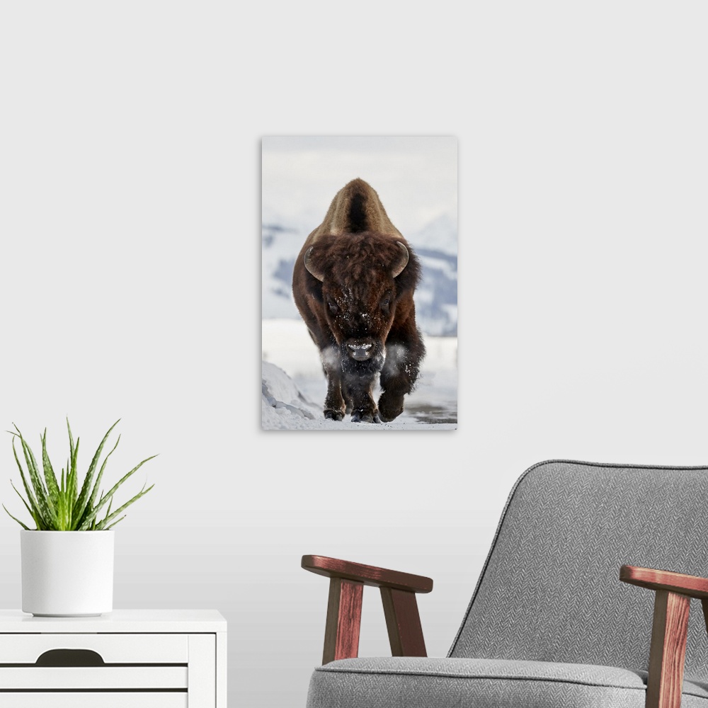 A modern room featuring Bison Incoming
